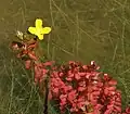 Ponořený druh L. inclinata, kořenící ve dně