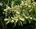 Plody Tetrapterys discolor