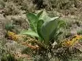 Byrsonima verbascifolia