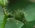 Domatia T. guianensis