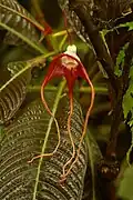 Podražec trojocasý (A. tricaudata) ve skleníku botanické zahrady v Tróji