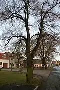 Lípa Spící dáma na náměstí města