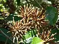 Plodící Uncaria guianensis