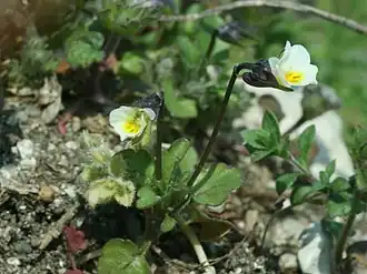 Viola kitaibeliana
