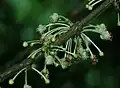 Květy Garcinia macrophylla