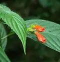 Květy Besleria laxiflora