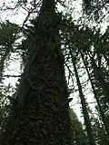 Provazovka na stromě.(Šumava, Modravská hora)