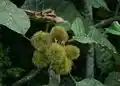 Plody Sloanea grandiflora