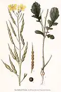 Ředkev ohnice (Raphanus raphanistrum)