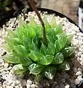 H. cooperi