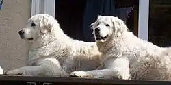 Maďarský kuvasz