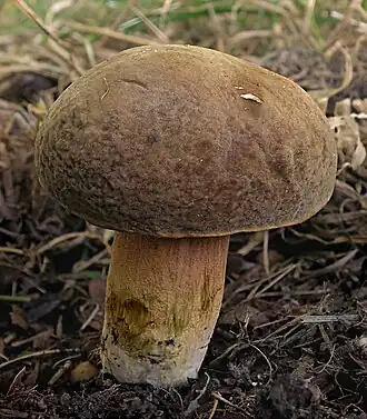 alternativní popis obrázku chybí
