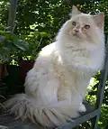 RagaMuffin