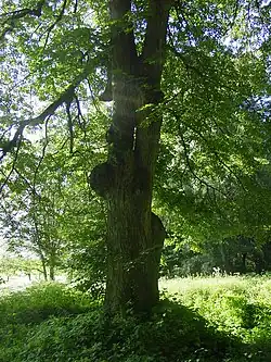 Fotografie lípy z roku 2005