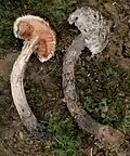 Řez plodnicí šiškovce černého. Dužnina se zbarvuje typicky červeně.