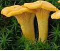 Liška obecná (Cantharellus cibarius)