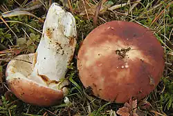 Holubinka mandlová