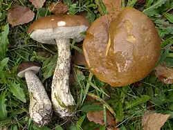 Leccinum scabrum