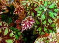 Begonia bowerae
