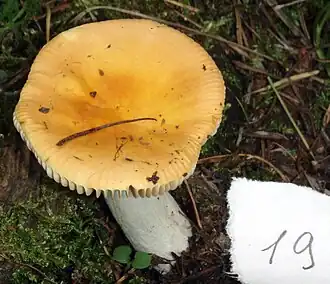 alternativní popis obrázku chybí