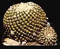 Eriosyce (Thelocephala) odieri tvarem stonku žeber poněkud připomíná rebucie.