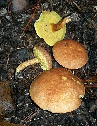 hřib osmahlý