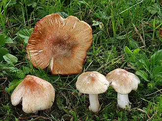 alternativní popis obrázku chybí