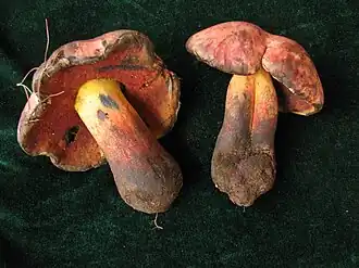 2010-08-09 Boletus queletii Schulzer 97433