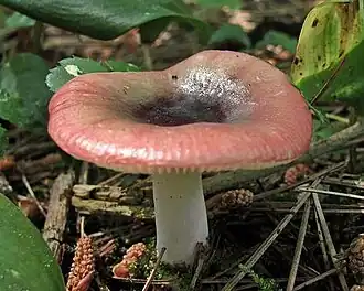 alternativní popis obrázku chybí