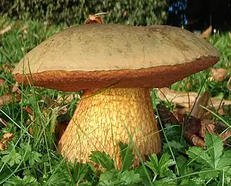 Hřib koloděj Boletus luridus