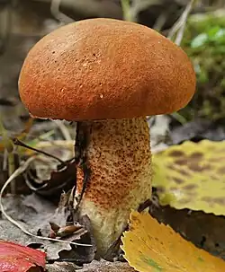 Leccinum aurantiacum