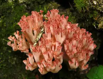 kuřátka jarmuzová (Ramaria botrytis)