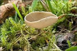 chřapáč (stopečka) pýřitý (Helvella macropus)
