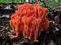 kuřátka lososová (Ramaria subbotrytis)