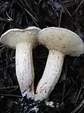 Klouzek Belliniho Suillus bellinii