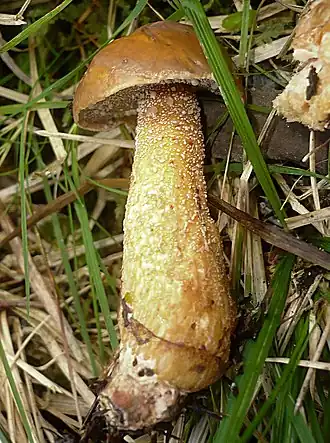 Klouzek limbový Suillus plorans