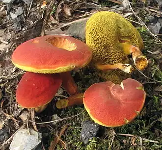 hřib červený