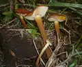 penízovka stepní (Flammulina ononidis)