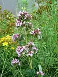 Oregano – dobromysl obecná Origanum vulgare