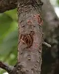 Poškození větví kroupami může být vstupní branou houbových chorob.
