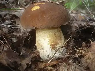 alternativní popis obrázku chybí