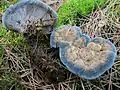 lošákovec blankytný (Hydnellum caeruleum)