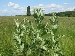 Bodláku podobný ostropes trubil (onopordum acanthium)