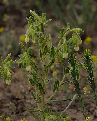 Onosma arenarium