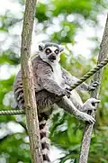 Lemur Kata v Zoo Duisburg