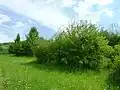 Křoviny