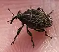 Nosatec Mogulones geographicus