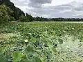 přirozený porost, New Jersey, USA