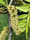 Gleditsia triacanthos 'Sunburst', Virginie, Fairfax County