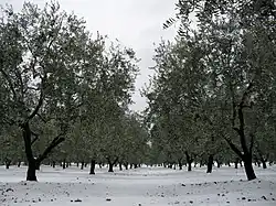 Park v Črvaru v zimě